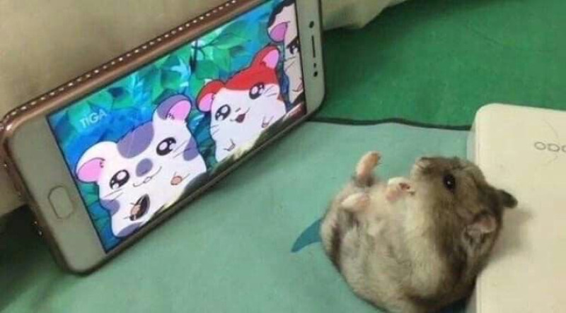 ちょこの写メ